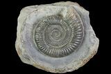 Dactylioceras Ammonite Fossil - England #84940-1